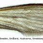 Molophilus (Molophilus) griseus : wing Molophilus (Molophilus) griseus : wing