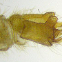 Molophilus (Molophilus) lackschewitzianus : hypopygium Molophilus (Molophilus) lackschewitzianus : hypopygium