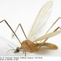 Molophilus (Molophilus) medius : habitus - male