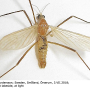 Molophilus (Molophilus) medius : habitus - male