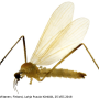 Molophilus (Molophilus) medius : habitus - male