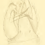 Molophilus (Molophilus) medius : hypopygium