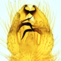 Molophilus (Molophilus) medius : hypopygium