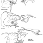 Molophilus (Molophilus) medius : hypopygium