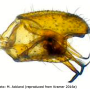 Molophilus (Molophilus) medius : hypopygium