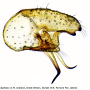 Molophilus (Molophilus) medius : hypopygium