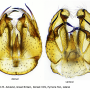 Molophilus (Molophilus) medius : hypopygium