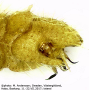 Molophilus (Molophilus) medius : hypopygium