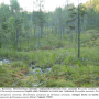 Molophilus (Molophilus) medius : habitat