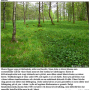 Molophilus (Molophilus) medius : habitat