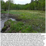 Molophilus (Molophilus) medius : habitat