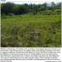 Molophilus (Molophilus) medius : habitat