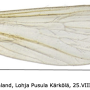 Molophilus (Molophilus) medius : wing