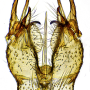 Molophilus (Molophilus) ochraceus : hypopygium