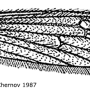 Molophilus (Molophilus) pleuralis : wing