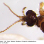 Molophilus (Molophilus) pullus : body part(s) - head and antenna