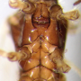 Molophilus (Molophilus) pullus : body part(s) - thorax