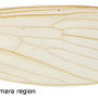 Molophilus (Molophilus) serpentiger : wing
