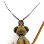 Neolimnomyia batava : body part(s) - head and thorax