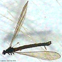 Neolimnomyia filata : habitus - male