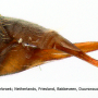 Neolimnophila alaskana : ovipositor