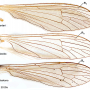 Neolimnophila alaskana : wing