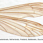Neolimnophila alaskana : wing