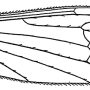 Neolimnophila carteri : wing