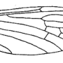 Neolimnophila carteri : wing