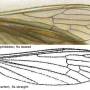 Neolimnophila carteri : wing