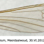 Neolimnophila carteri : wing