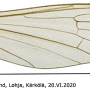 Neolimnophila carteri : wing
