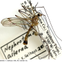 Nephrotoma alterna : habitus - male