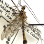 Nephrotoma alterna : habitus - male