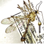 Nephrotoma alterna : habitus - male