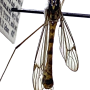 Nephrotoma alterna : habitus - male