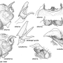 Nephrotoma alterna : hypopygium
