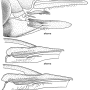 Nephrotoma alterna : ovipositor