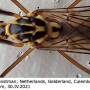 Nephrotoma appendiculata appendiculata: body part(s) - head and thorax