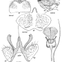 Nephrotoma appendiculata appendiculata: hypopygium