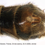 Nephrotoma appendiculata appendiculata: hypopygium