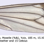 Nephrotoma appendiculata appendiculata: wing