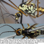 Nephrotoma appendiculata pertenua: body part(s) - head and thorax