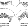 Nephrotoma appendiculata pertenua: hypopygium