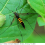 Nephrotoma crocata : habitus - female