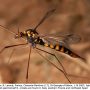 Nephrotoma crocata : habitus - female