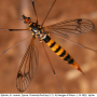 Nephrotoma crocata : habitus - female