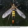 Nephrotoma crocata : habitus - female