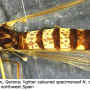 Nephrotoma crocata : habitus - female