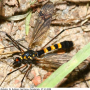 Nephrotoma crocata : habitus - male